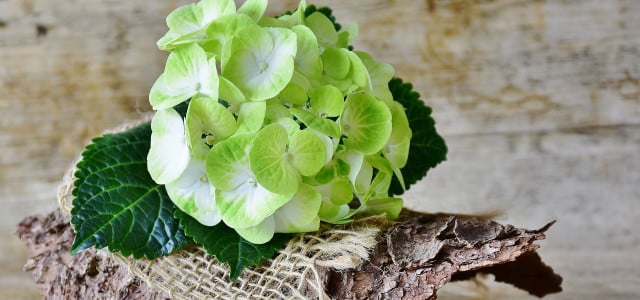 hortensie grüne Blüte