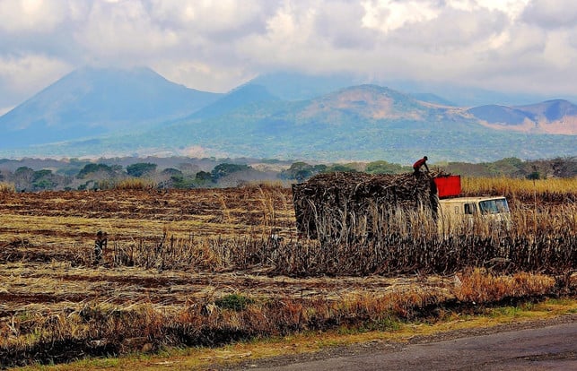 panela-hat-seinen-ursprung-in-den-zuckerrohrplanta-cc0-pixabay-ckaye-200520_download Panela hat seinen Ursprung in den Zuckerrohrplantagen Lateinamerikas.