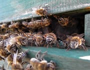 Bienen retten in der Stadt