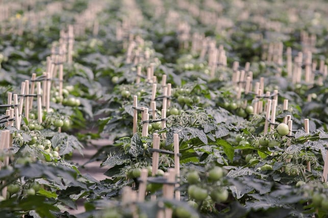 gib-tomaten-zum-wachsen-eine-standhilfe-und-waehle-cc0-pixabay-foto-rabe-230420_download Gib Tomaten zum Wachsen eine Standhilfe und wähle einen geeigneten Standort aus.