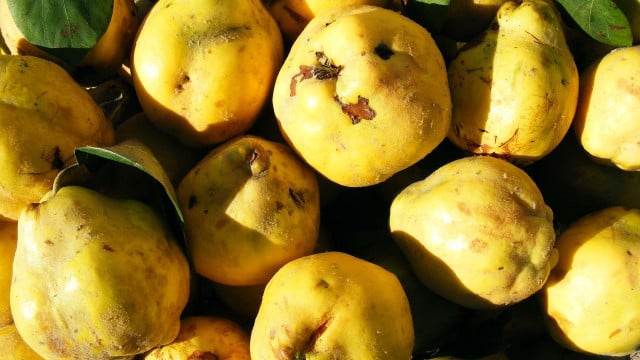 quitten-verarbeiten-cc0-pixabay-byrev-191213 Quitten verarbeiten