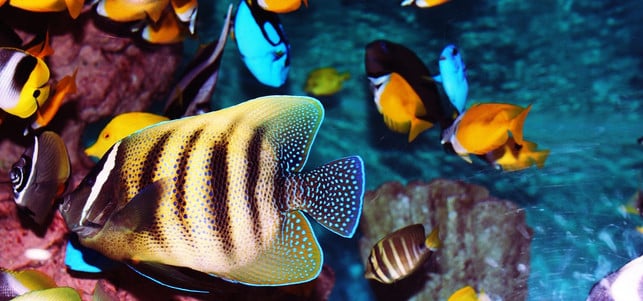 Fische-Aquarium-pb-170713-1280x600 Fische Aquarium