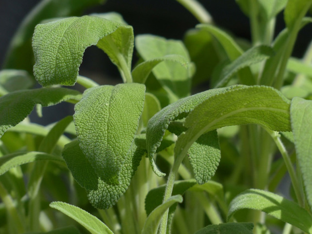 one-pair-drop-a etheric-oel-in-the-nose-CC0-pixabay-hans-190429_download A few drops of essential sage oil in the nasal douche can also help with a cold.