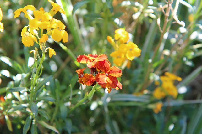 an-einem-vollsonnigen-und-windgeschuetzten-standort-cc0-pixabay-etienne-f59-210417_download An einem vollsonnigen und windgeschützten Standort braucht die Goldlack-Pflanze nur wenig Pflege