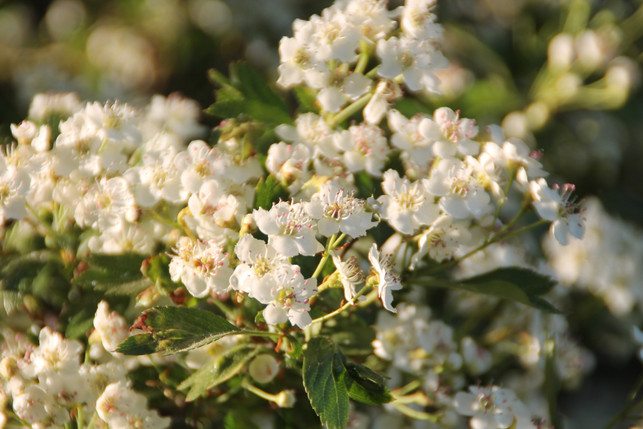 eine-hecke-die-du-fuer-mehr-biodiversitaet-pflanzen-cc0--pixabay--joachimklug-251003_download Eine Hecke, die du für mehr Biodiversität pflanzen solltest, ist der Weißdorn.