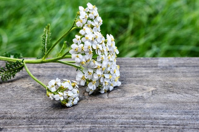 The-sheer-gared-talent-healing ingredient CC0-pixabay photo blend-180327_Download The yarrow contains many healing active ingredients.