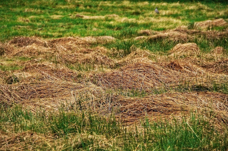 Rasenschnitt weiterverwenden statt wegwerfen: 4 Tipps - Utopia.de