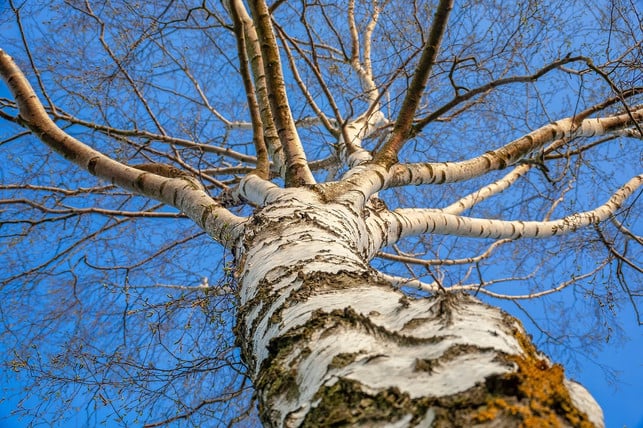die-erntezeit-fuer-birkenknospen-ist-im-fruehling-cc0-pixabay-analogicus-221220_download Die Erntezeit für Birkenknospen ist im Frühling.