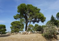 die-ernte-von-pinienkernen-ist-haeufig-sehr-aufwaend-cc0-pixabay-alexandra_koch-180713_download Die Ernte von Pinienkernen ist häufig sehr aufwändig.