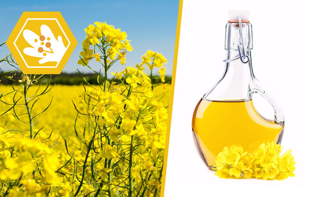 bienensterben-auswirkung-pflanzenoel-cpb-Pixaline-180515-1280x800 Bienensterben: Dinge, die es nicht mehr gibt, wenn die Bienen sterben.