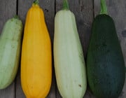 zucchini ernten