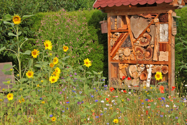 NABU_Willi-Mayer-(2)_web Insektenschutz REWE Insekten Bienen Bienenschutz Wildbienenschutz