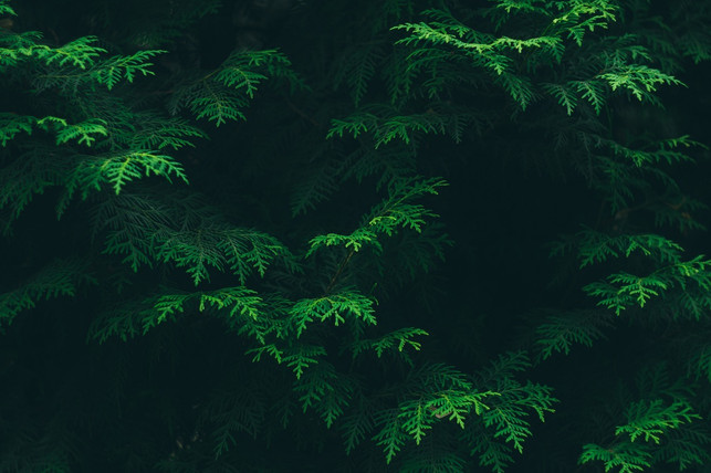 ein-tiny-forest-wird-den-klimawandel-nicht-stoppen-cc0-pixabay-pexels-241114_download Ein Tiny Forest wird den Klimawandel nicht stoppen. Jedoch können die kleinen Wälder dennoch einen sehr wichtigen Beitrag für das Klima und bessere Luftqualität in den Städten leisten.