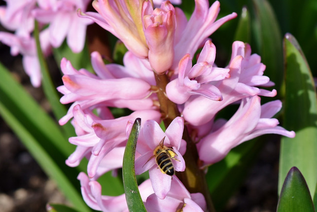 insekten-finden-in-den-blueten-der-hyazinthen-reich-cc0-pixabay-capri23auto-190310_download Insekten finden in den Blüten der Hyazinthe reichlich Nahrung.