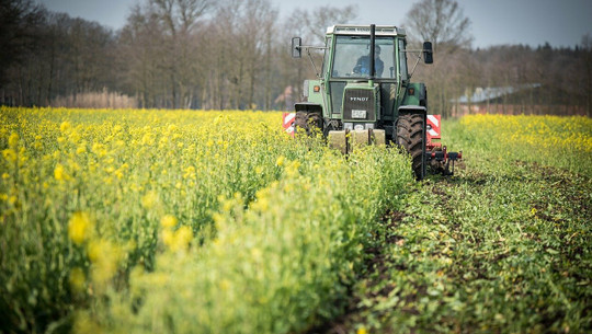 raps-kann-als-zwischenfrucht-dienen-cc0-pixabay-ehrecke-210805 Raps kann als Zwischenfrucht dienen