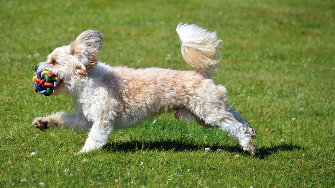 Hundefreundlicher Garten: Eine Checkliste mit den 7 wichtigsten Punkten -  Utopia.de
