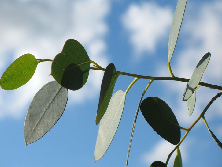 samenechtes saatgut BIO Saatgut Grndngung Inkarnatklee  Biogartenladen