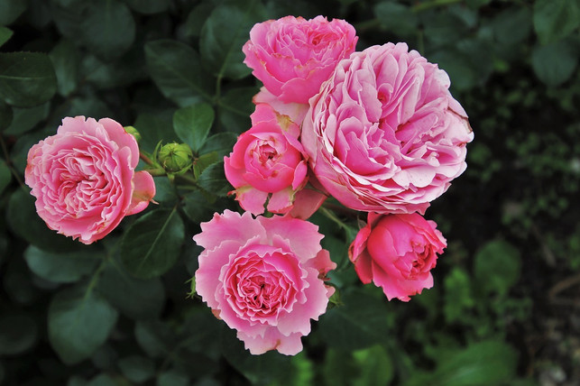 wenn-rosen-von-blattlaeusen-befallen-sind-werden-d-cc0-pixabay-pasja1000-190612_download Wenn Rosen von Blattläusen befallen sind, werden die Blüten und Blätter braun und vertrocknen.