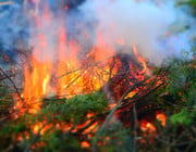 Gartenabfälle verbrennen: Warum das keine gute Idee ist