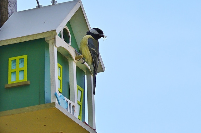 besonders-meisen-oder-finken-profitieren-von-vogel-cc0-pixabay-jggrz-221103_download Besonders Meisen oder Finken profitieren von Vogelhäusern; sie sind aber nicht bedroht.