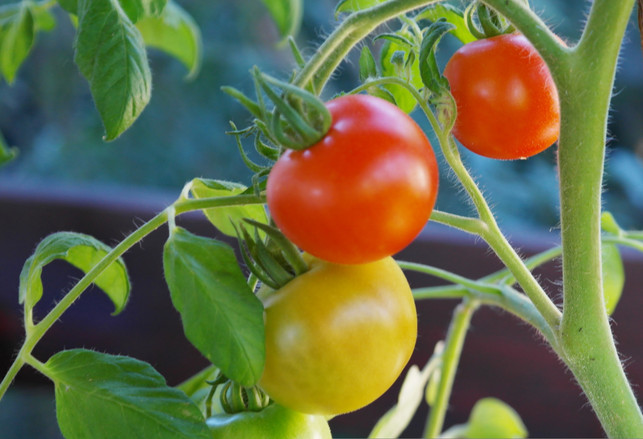 schneidest-du-den-tomatenstrauch-im-juli-kommt-me-cc0--pixabay--ritae-250728_download Schneidest du den Tomatenstrauch im Juli, kommt mehr Licht an die Früchte.