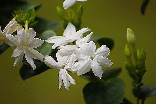 jasminblueten-cc0-pixabay-oom_endro-180927_download Jasminblüten