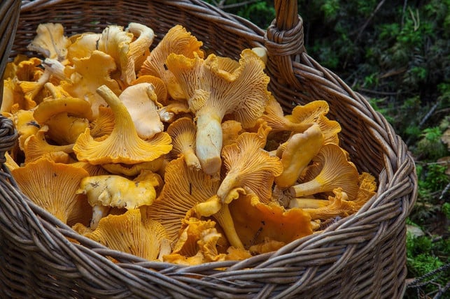 pfifferlinge-sind-nur-noch-selten-im-wald-zu-finde-cc0-pixabay-barbroforsberg-201028_download Pfifferlinge sind nur noch selten im Wald zu finden, obwohl sie zu den heimischen Speisepilzen gehören.