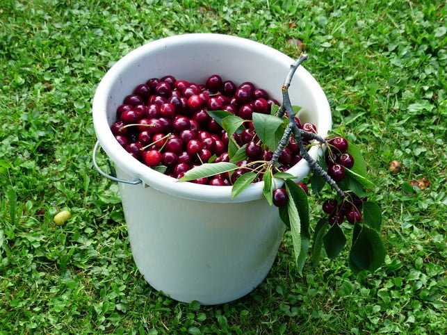 die-fruechte-der-vogelkirsche-schmecken-sowohl-fris-cc0-pixabay-hans-210427_download Die Früchte der Vogelkirsche schmecken sowohl frisch vom Baum als auch eingekocht in Form von Marmelade oder Gelee.