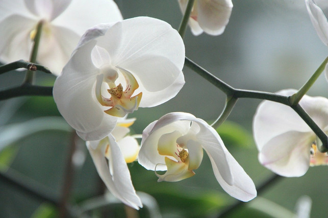 auch-orchideen-kannst-du-in-ein-glas-pflanzen-cc0-pixabay-loggawiggler-210507_download Auch Orchideen kannst du in ein Glas pflanzen.
