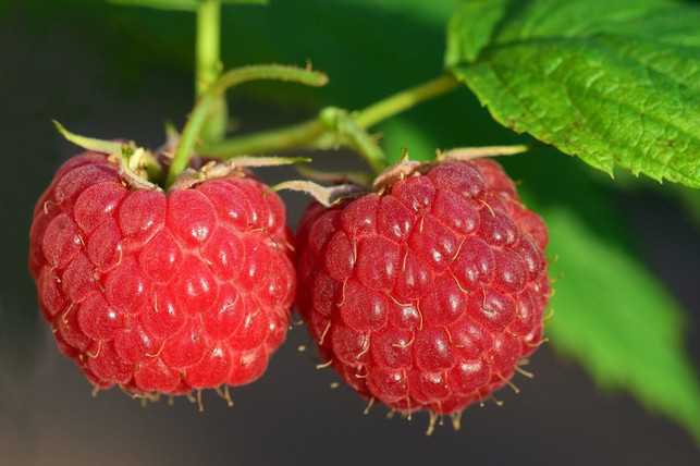 Himbeeren düngen Richtiger Zeitpunkt und Pflanzendünger