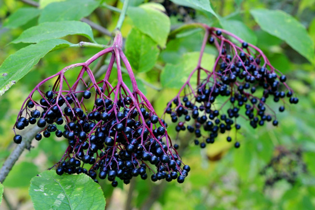 The berries of the black elderberry