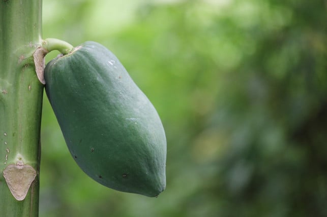 mit-etwas-glueck-kannst-du-deine-eigene-papaya-zuech-cc0-pixabay-4170730-240111_download Mit etwas Glück kannst du deine eigene Papaya züchten.