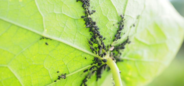 Wie du Blattläuse auf natürliche Weise loswirst