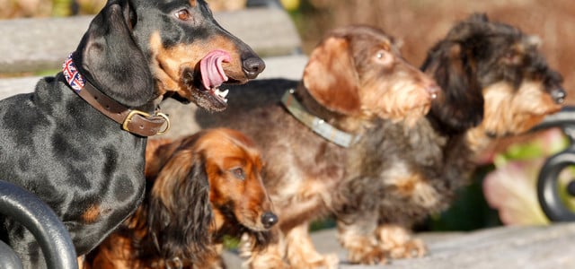 Studie: Welche Hunde am längsten leben