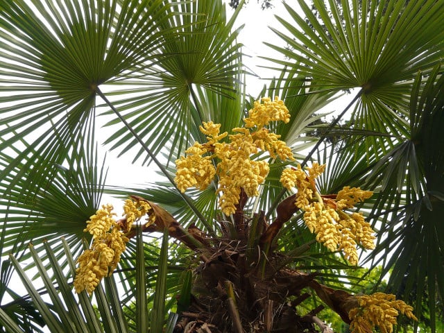 Winterharte Palmen wie die Hanfpalme bringen exotisches Flair in den Garten.