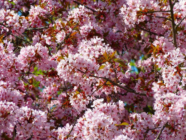 die-blutpflaume-sorgt-fuer-eine-bluetenpracht-cc0-pixabay-loggawiggler-200726_download Die Blutpflaume sorgt für eine Blütenpracht