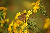 das-jakobskreuzkraut-ist-eine-wichtige-nahrungsque-cc0-pixabay-rihaij-200921_download Das Jakobskreuzkraut ist eine wichtige Nahrungsquelle für Insekten.