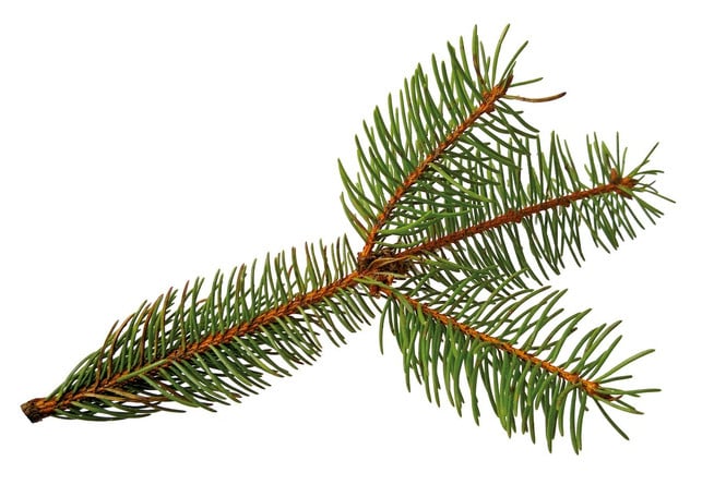 die-nadeln-am-fichtenzweig-bilden-zylinder-um-den-cc0-pixabay-kerut-241211_download Die Nadeln am Fichtenzweig bilden Zylinder um den Zweig herum.