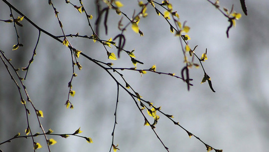 birkenhaarwasser-cc0-pixabay-gosiak1980-210818 birkenhaarwasser