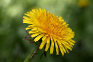 The dandelion (Taraxacum officinale) is widespread in Germany.