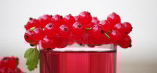 Johannisbeeren entsaften