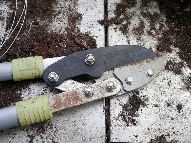 stachelbeere-schneiden-mit-einer-astschere-cc0-pixabay-imageparty-180531_download Stachelbeere schneiden mit einer Astschere.