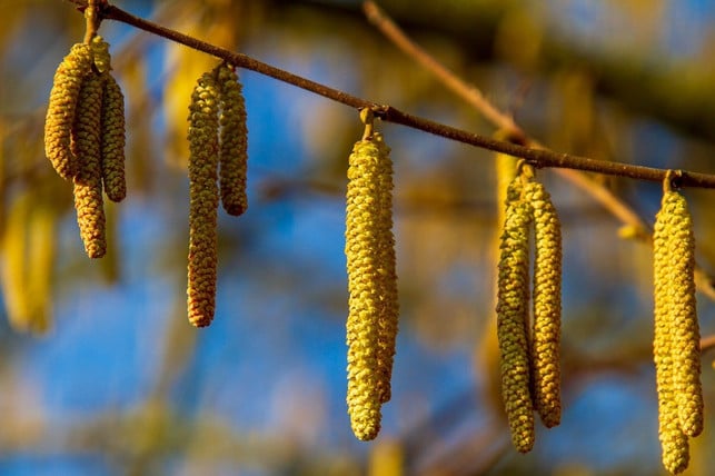 einige-pflanzen-wie-die-hasel-treiben-bei-milden-cc0-pixabay-nickype-220202_download Einige Pflanzen, wie die Hasel, treiben bei milden Temperaturen früher aus.