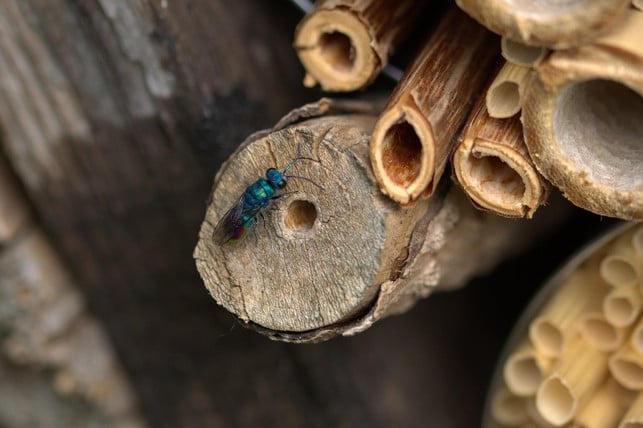 ein-sonniger-und-warmer-standort-eignet-sich-perfe-cc0-pixabay-meli1670-190510_download Ein sonniger und warmer Standort eignet sich perfekt für dein Insektenhotel.