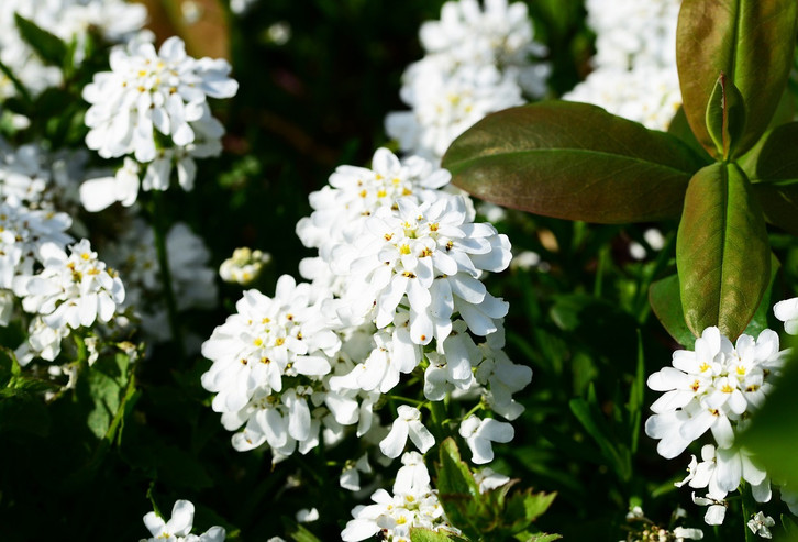 Schleifenblume: Tipps zu Anbau, Pflege und Vermehren - Utopia.de