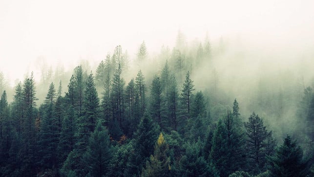 Nachhaltige_Fonds_jay-mantri-TFyi0QOx08c-unsplash_1920x1080