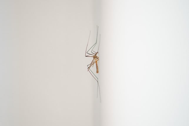 zitterspinnen-beseitigen-unter-anderem-muecken-in-d-cc0-pixabay-skitterphoto-240731_download Zitterspinnen beseitigen unter anderem Mücken in deiner Wohnung.