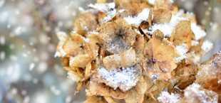 winterharte kübelpflanzen