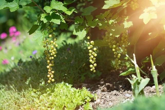 johannisbeeren-kannst-du-sowohl-als-strauch-oder-a-cc0-pixabay-pezibear-191014_download Johannisbeeren kannst du sowohl als Strauch als auch Hochstamm anbauen.