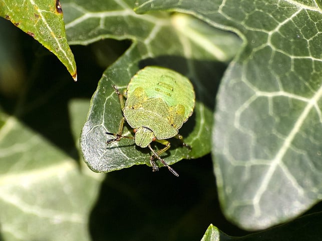 mit-einer-essigloesung-kannst-du-stinkwanzen-bekaemp-cc0-pixabay-kathy2408-190730_download Mit einer Essiglösung kannst du Stinkwanzen bekämpfen, die sich in dein Haus verirrt haben.